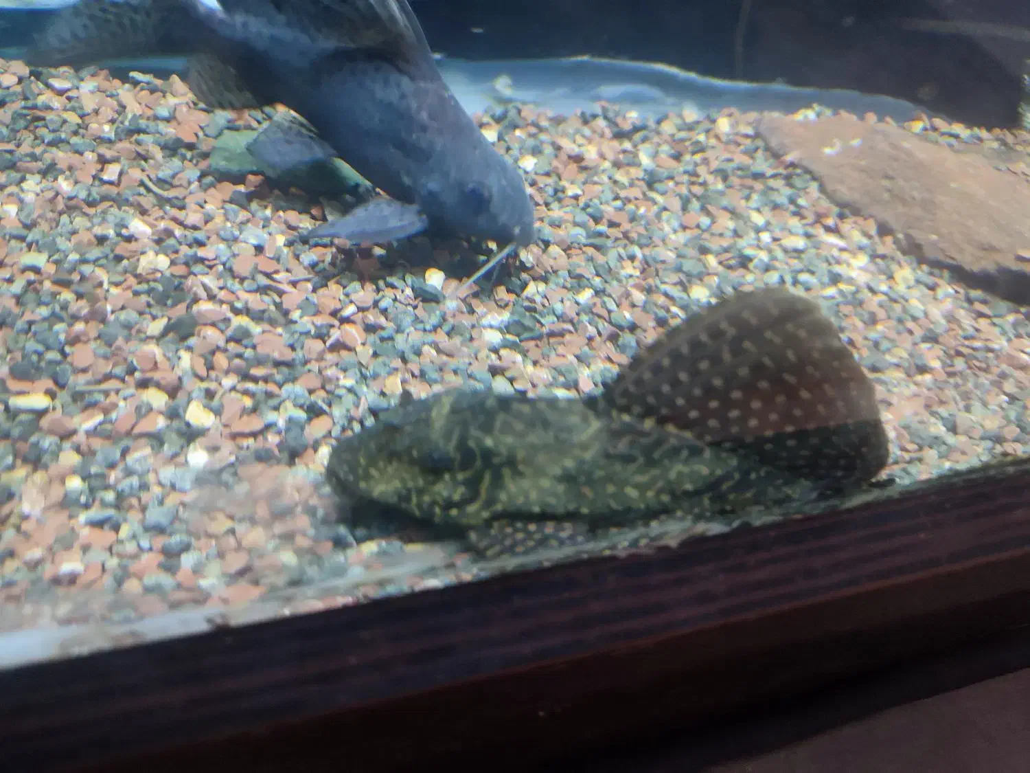 ماهی آکواریوم.گوشتخوار.گیاه خوار.کت فیش|ماهی|تربت‌حیدریه, قائم|دیوار