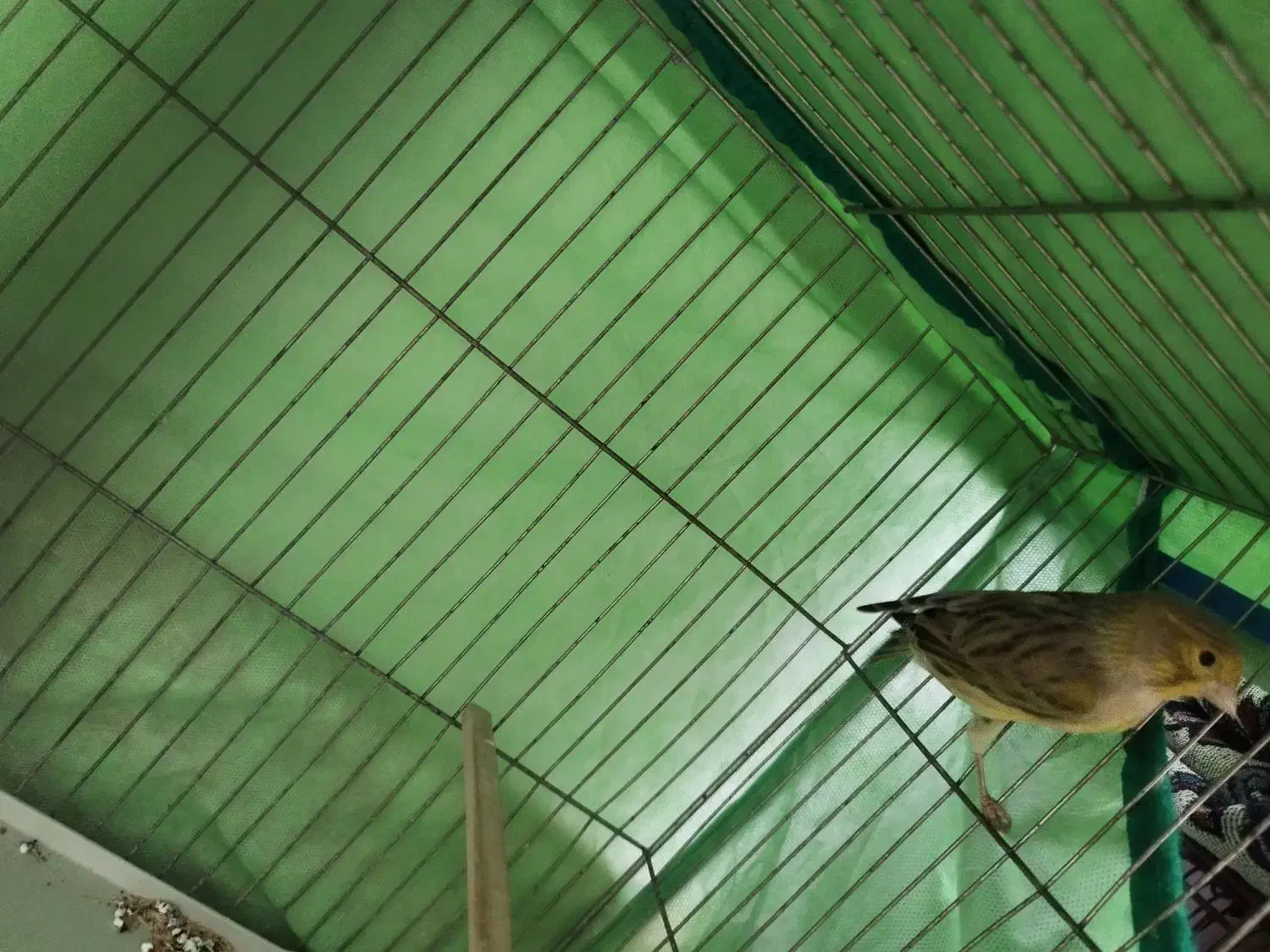 قناری ماده|پرنده|هشتگرد, شهرک راه آهن|دیوار