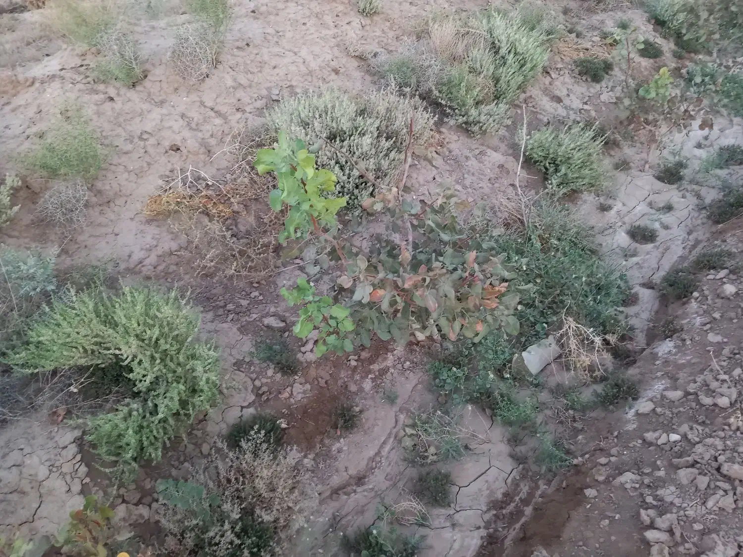 باسلام یک هکتار باغ پسته با ۶ساعت اب|فروش زمین و ملک کلنگی|فیروزه, |دیوار