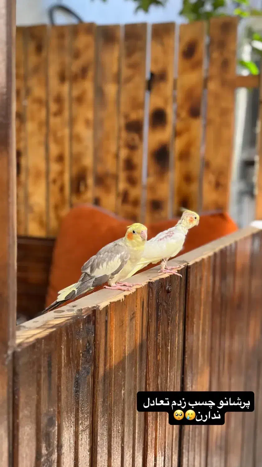 عروس هلندی|پرنده|رشت, باهنر|دیوار