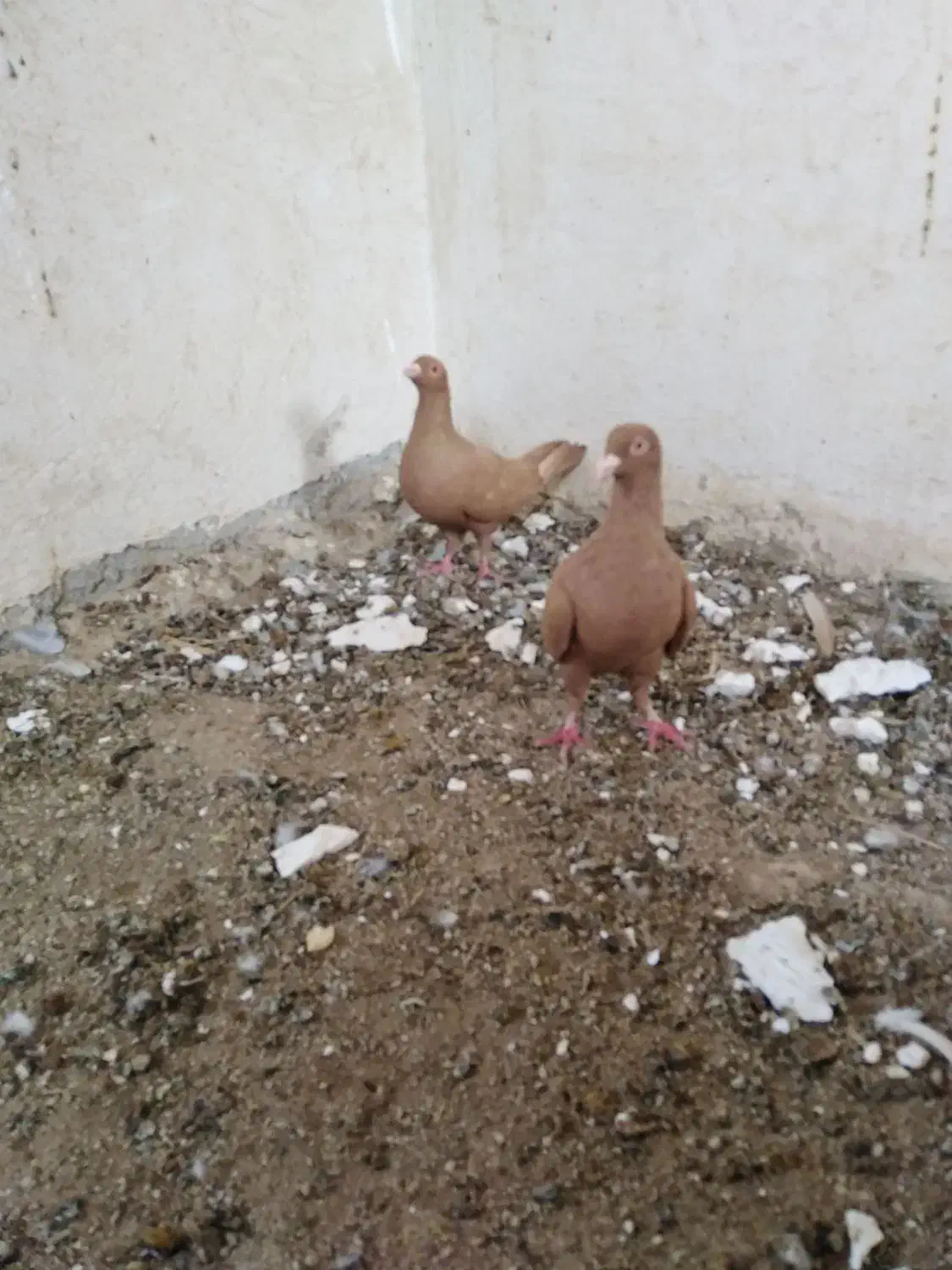 زرد|پرنده|برازجان, |دیوار