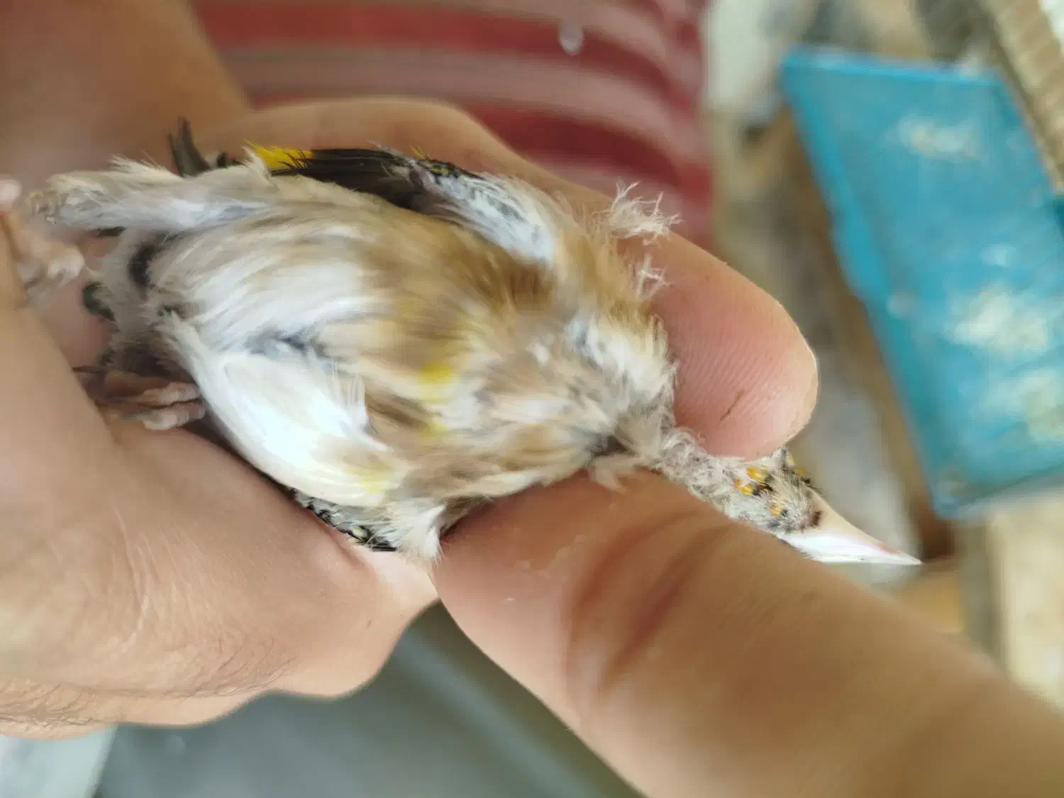 معاوضه با قناری|پرنده|کیار, |دیوار