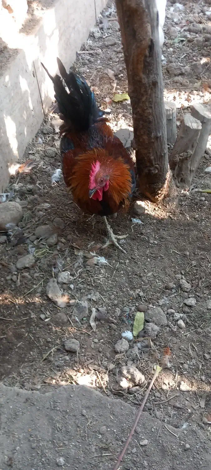 خروس|حیوانات مزرعه|محمدشهر, محمدشهر|دیوار