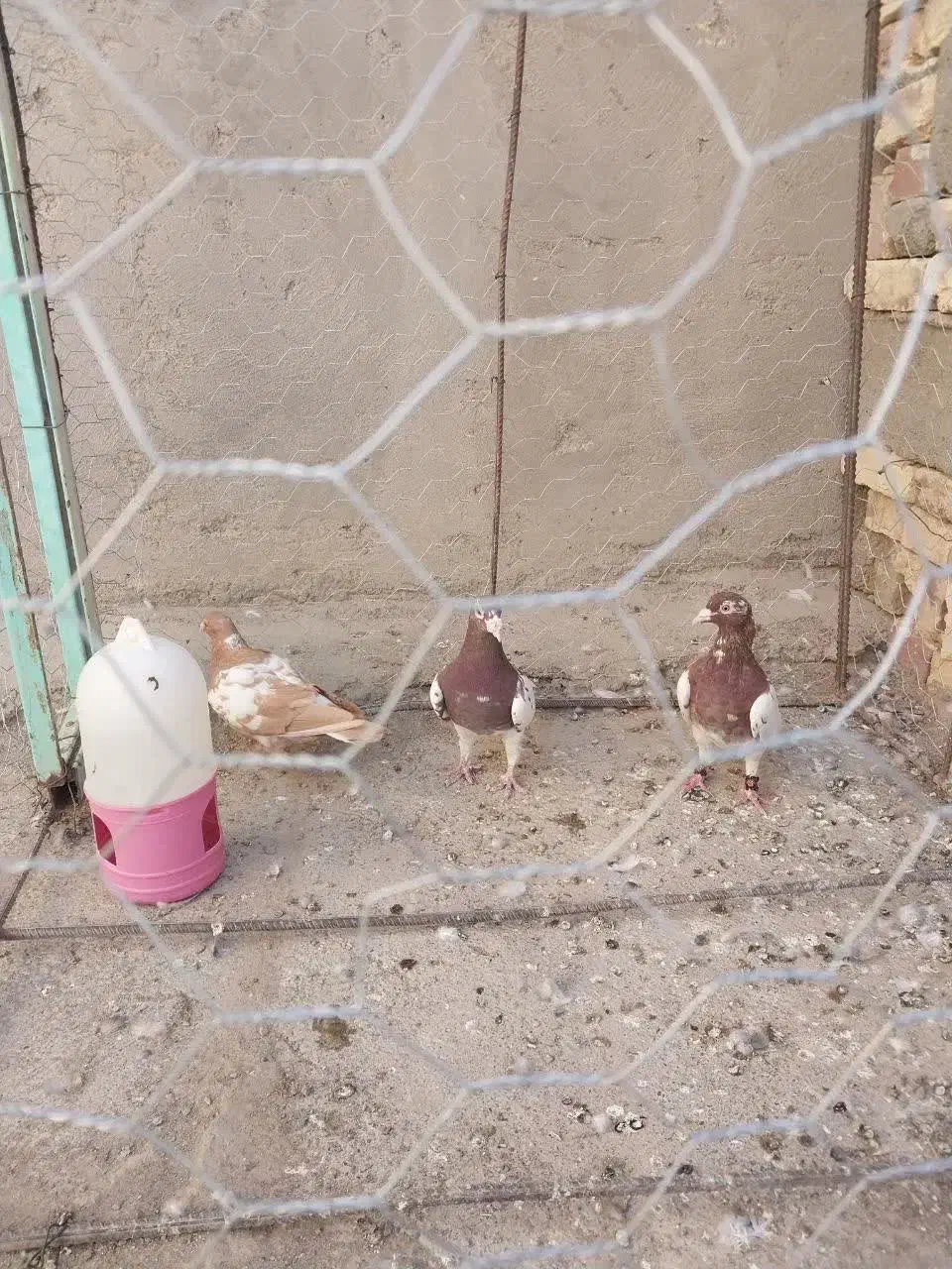 کارل|پرنده|کرباسک, |دیوار