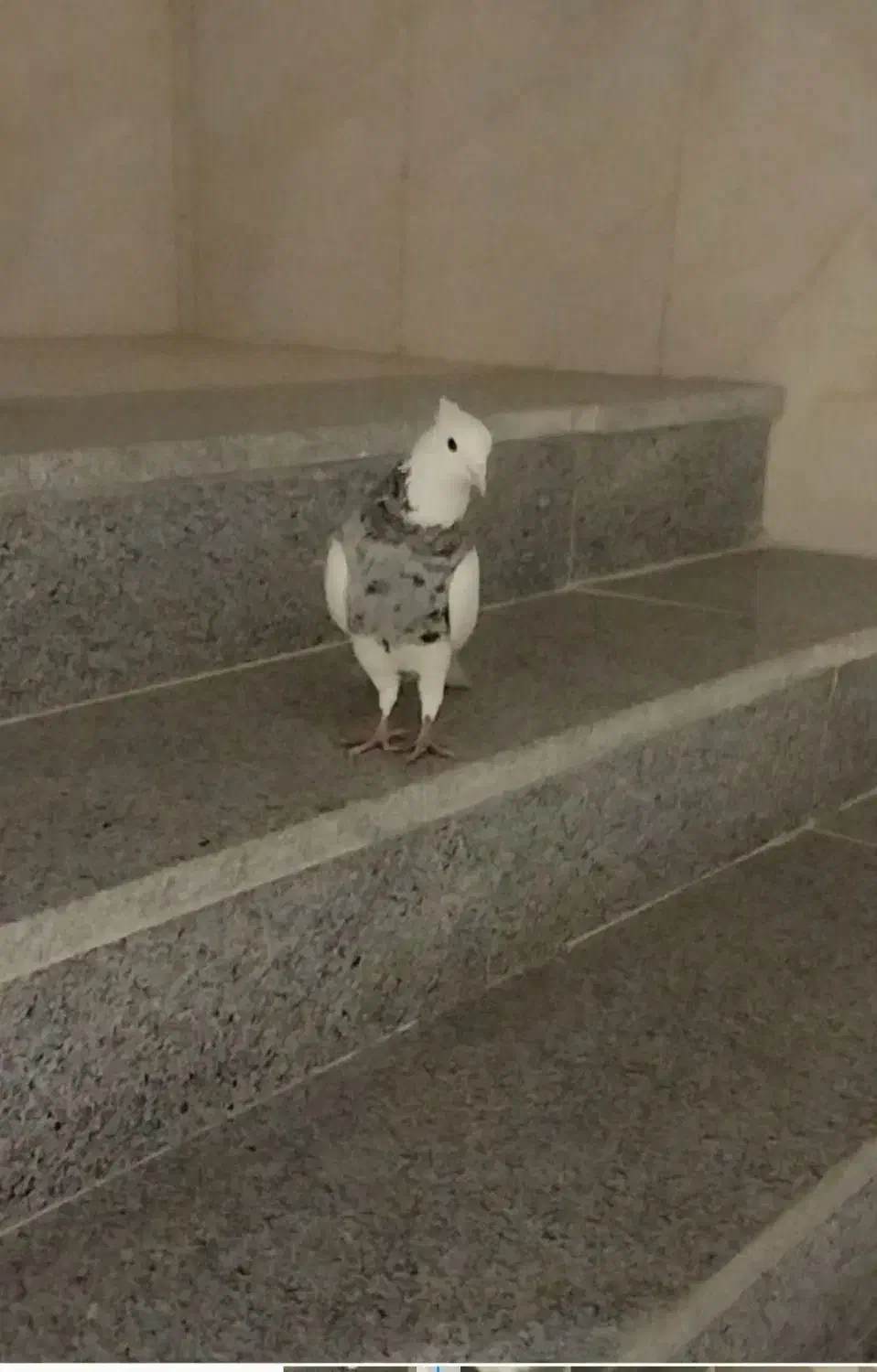 طوقی نر الماسی|پرنده|لردگان, |دیوار