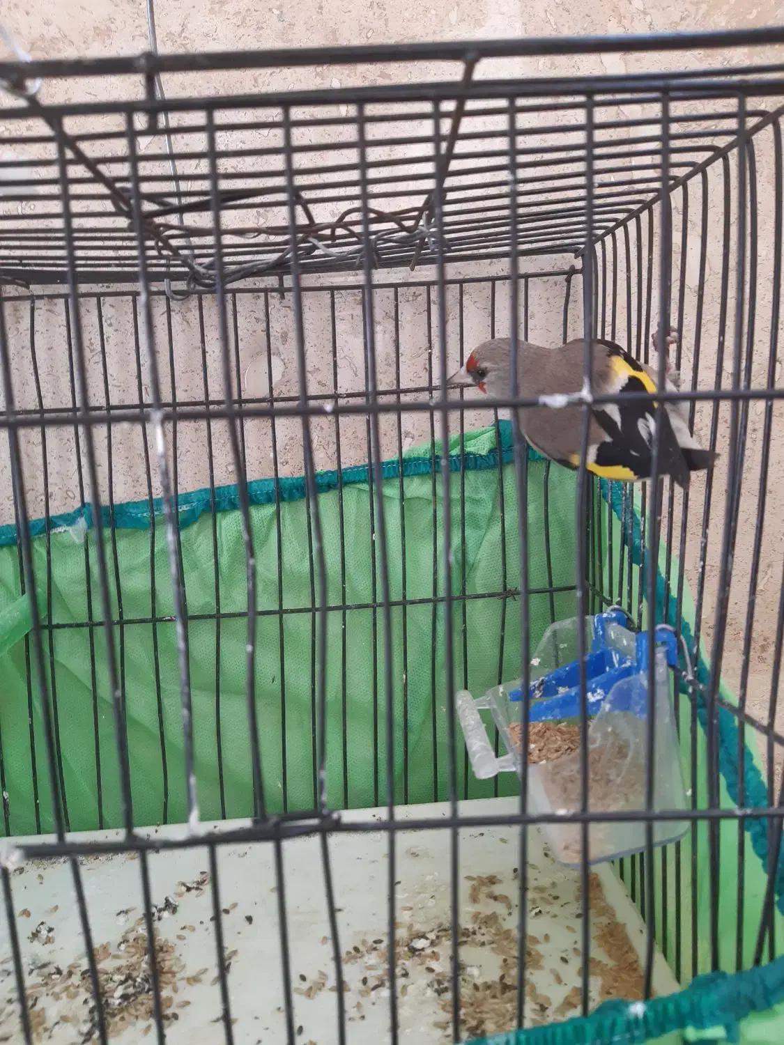 سهره کرمونی ماده|پرنده|خمینیشهر, |دیوار