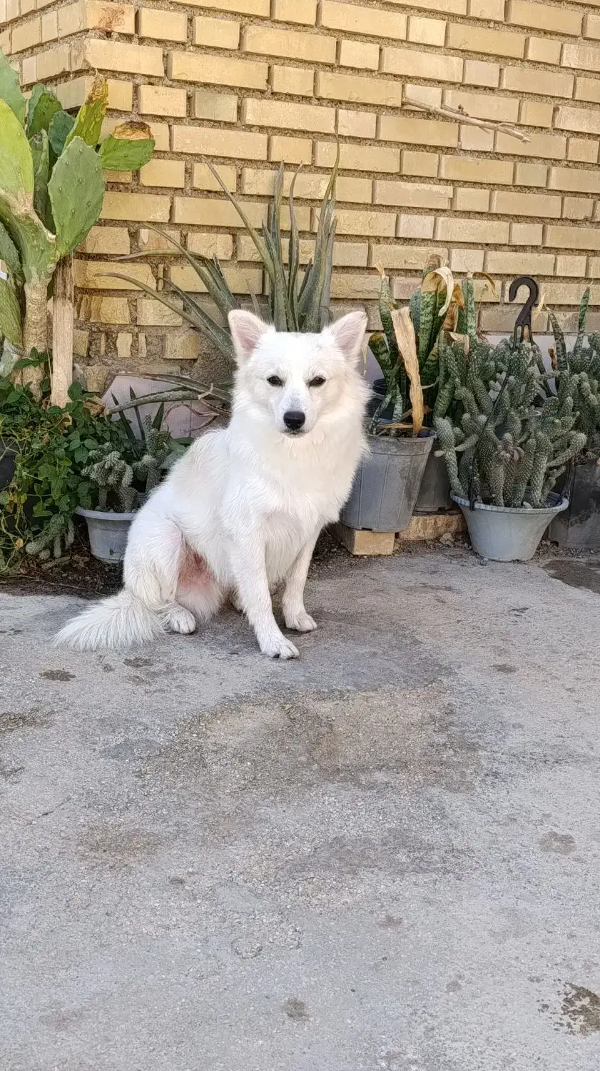 سگ پامر روباهی|سگ|بندر امام خمینی, |دیوار