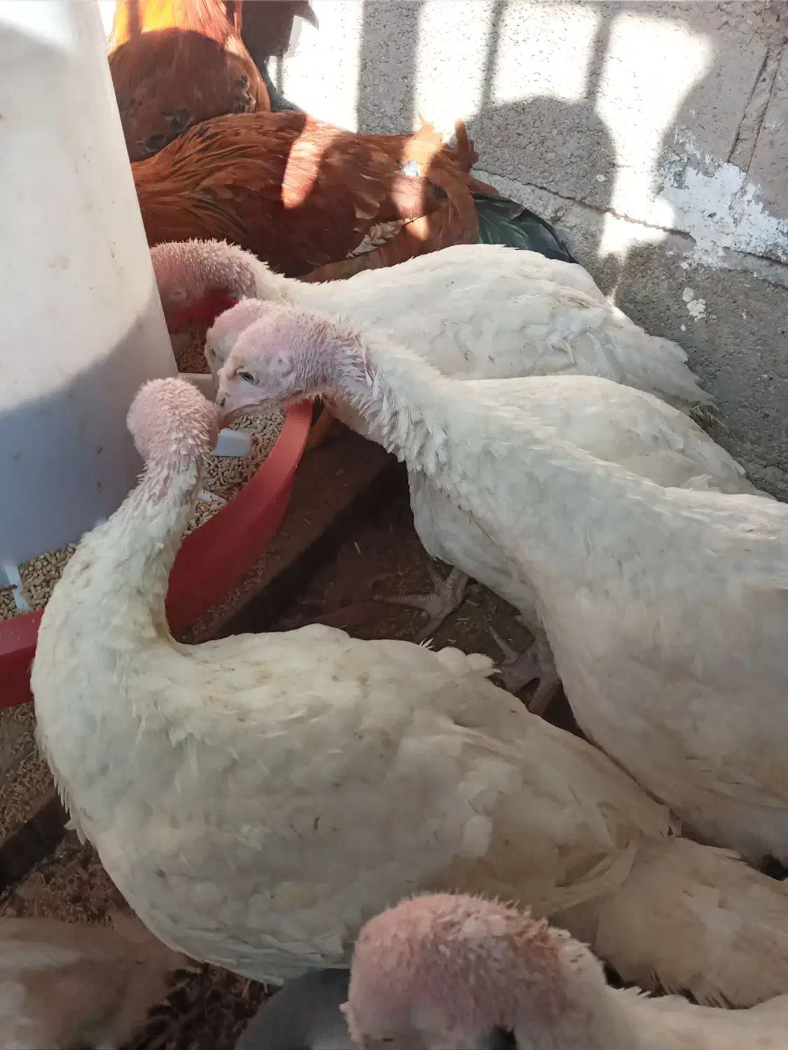 بوقلمون بیوتی|حیوانات مزرعه|سرخه, |دیوار