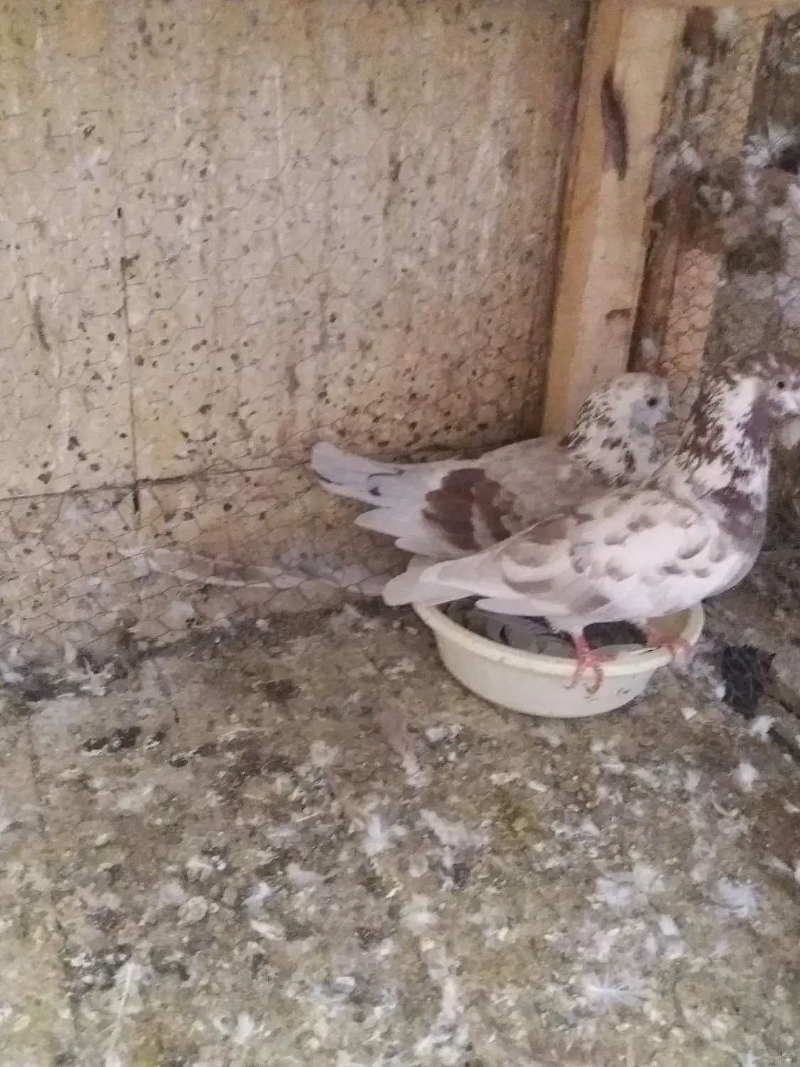 کبوتر پرشی|پرنده|کاشان, کوشک صفی|دیوار