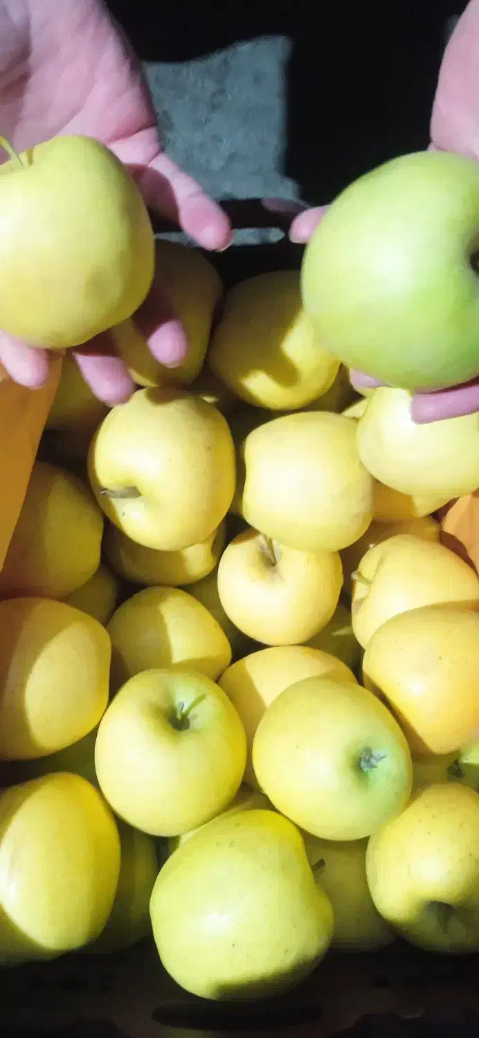 سیب درجه یک|خوردنی و آشامیدنی|اشنویه, |دیوار