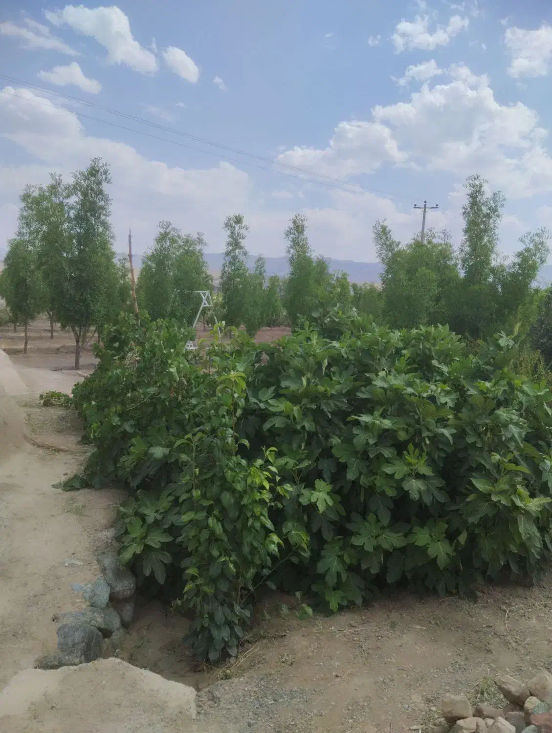 زمین دشت بجد|فروش دفتر صنعتی، کشاورزی، تجاری|بیرجند, |دیوار