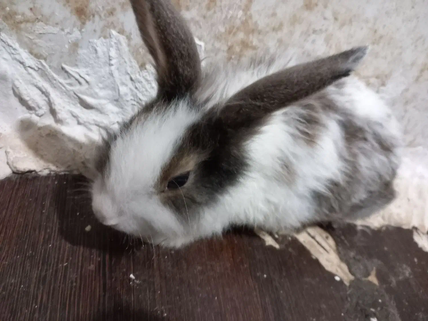 خرگوش میکس چشم اشکی|موش و خرگوش|گرگان, |دیوار