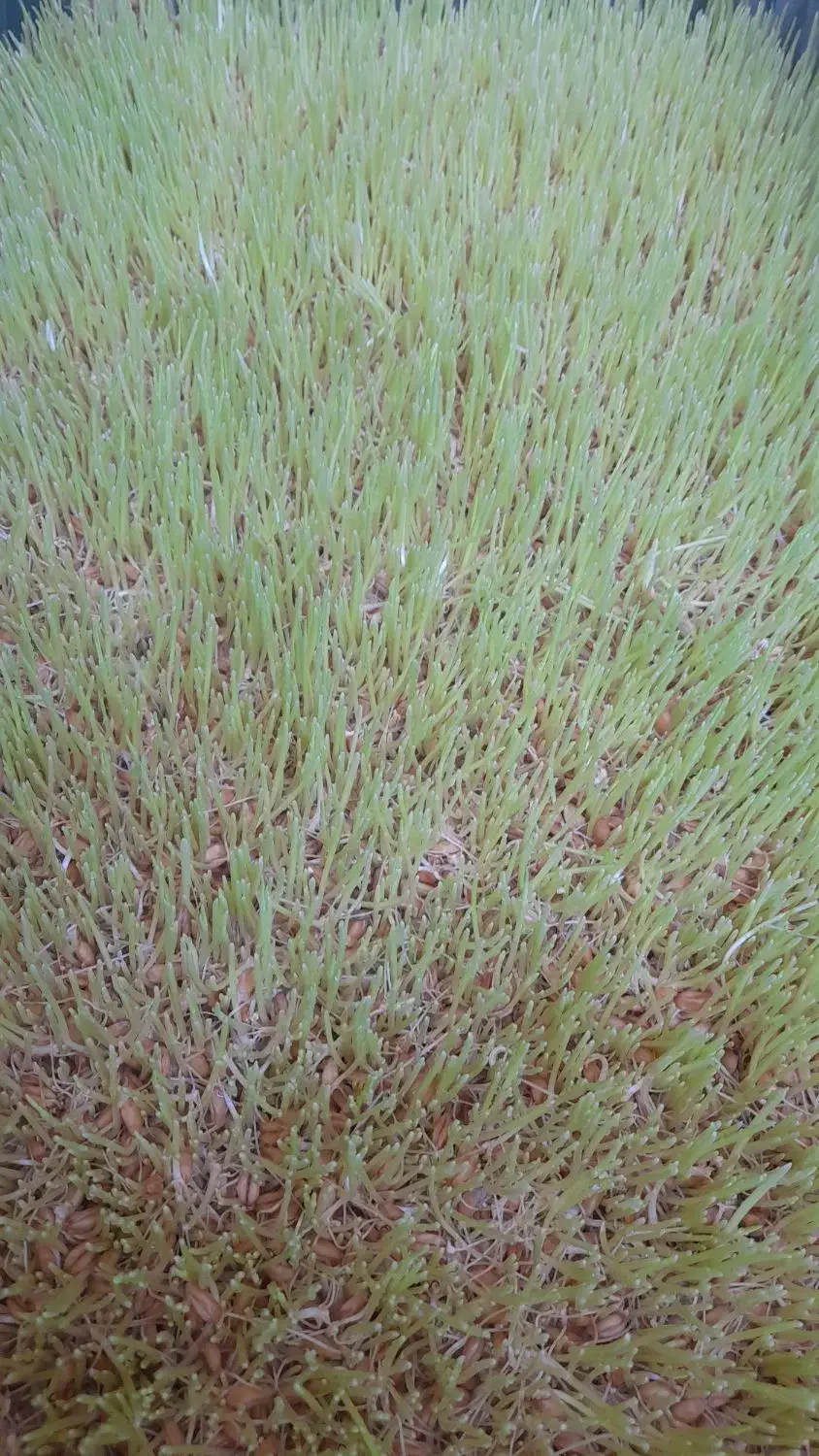 خوراک دام|حیوانات مزرعه|گرگان, |دیوار