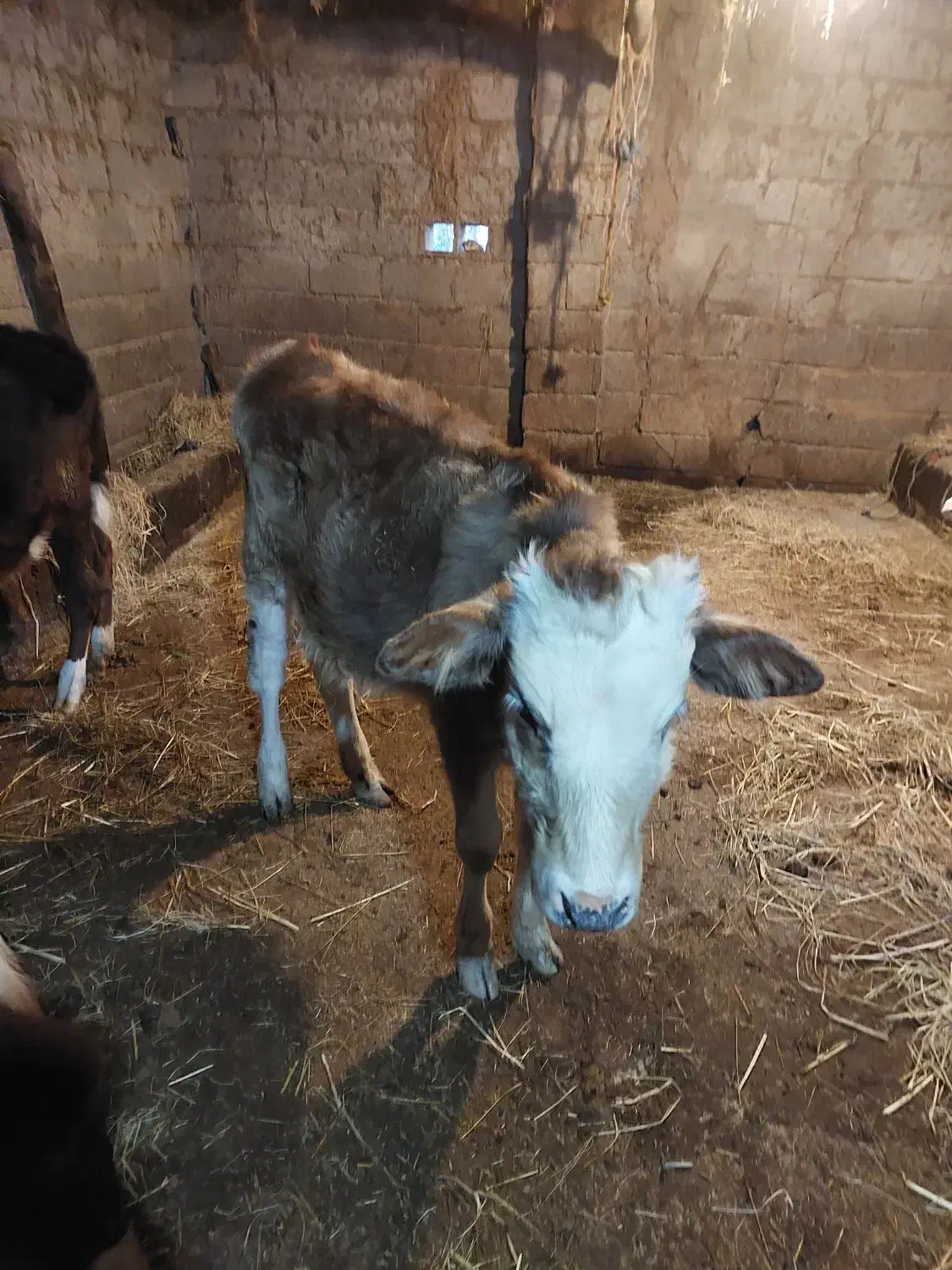 لیشه دورگ سمینتال ۷ ماهه|حیوانات مزرعه|سنگر, |دیوار