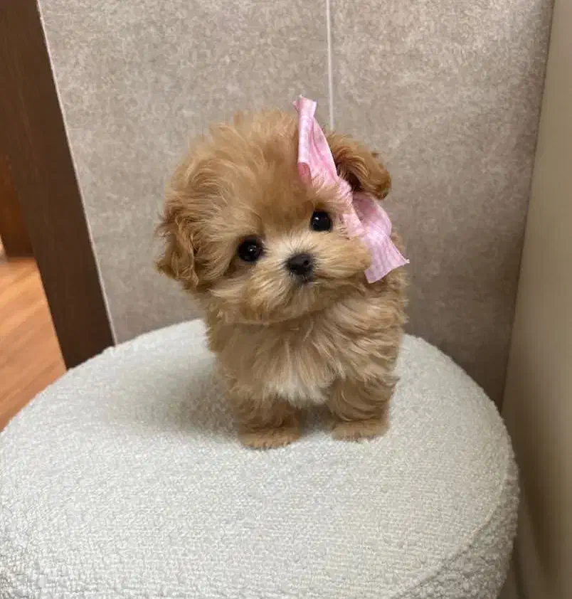 سگ تو جیبی|سگ|شیراز, آبیاری|دیوار