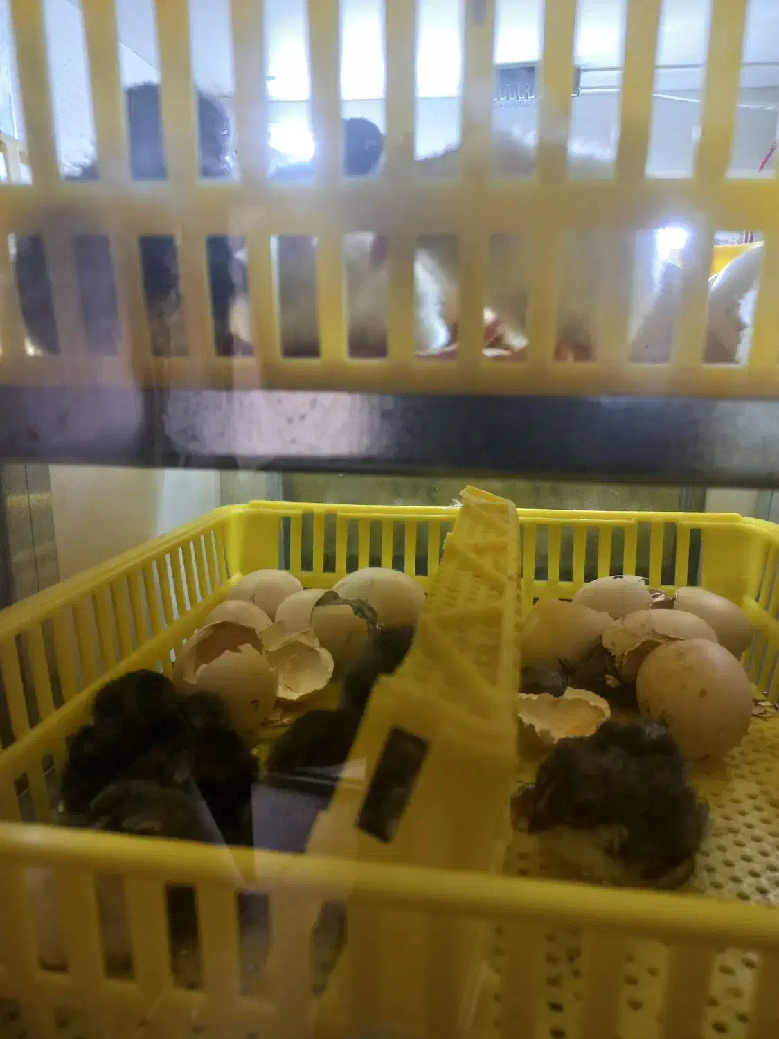 دستگاه جوجه کشی|لوازم جانبی حیوانات|تربت جام, معدآباد|دیوار