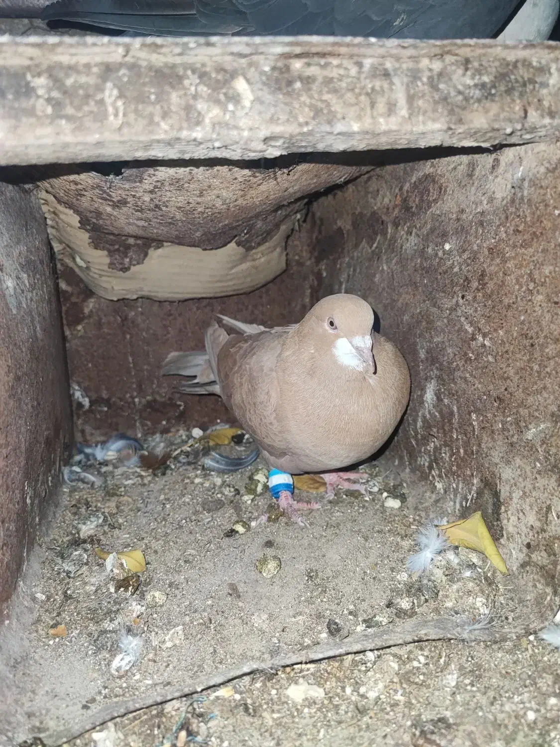 خوشرنگ|پرنده|کازرون, |دیوار