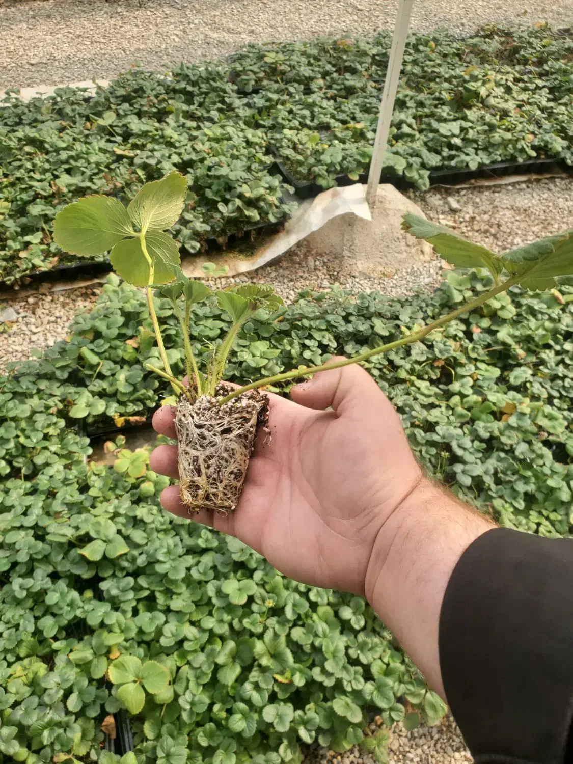 نشا توت فرنگی البیون|خدمات باغبانی و درختکاری|هشتگرد, قاسم آباد بزرگ|دیوار