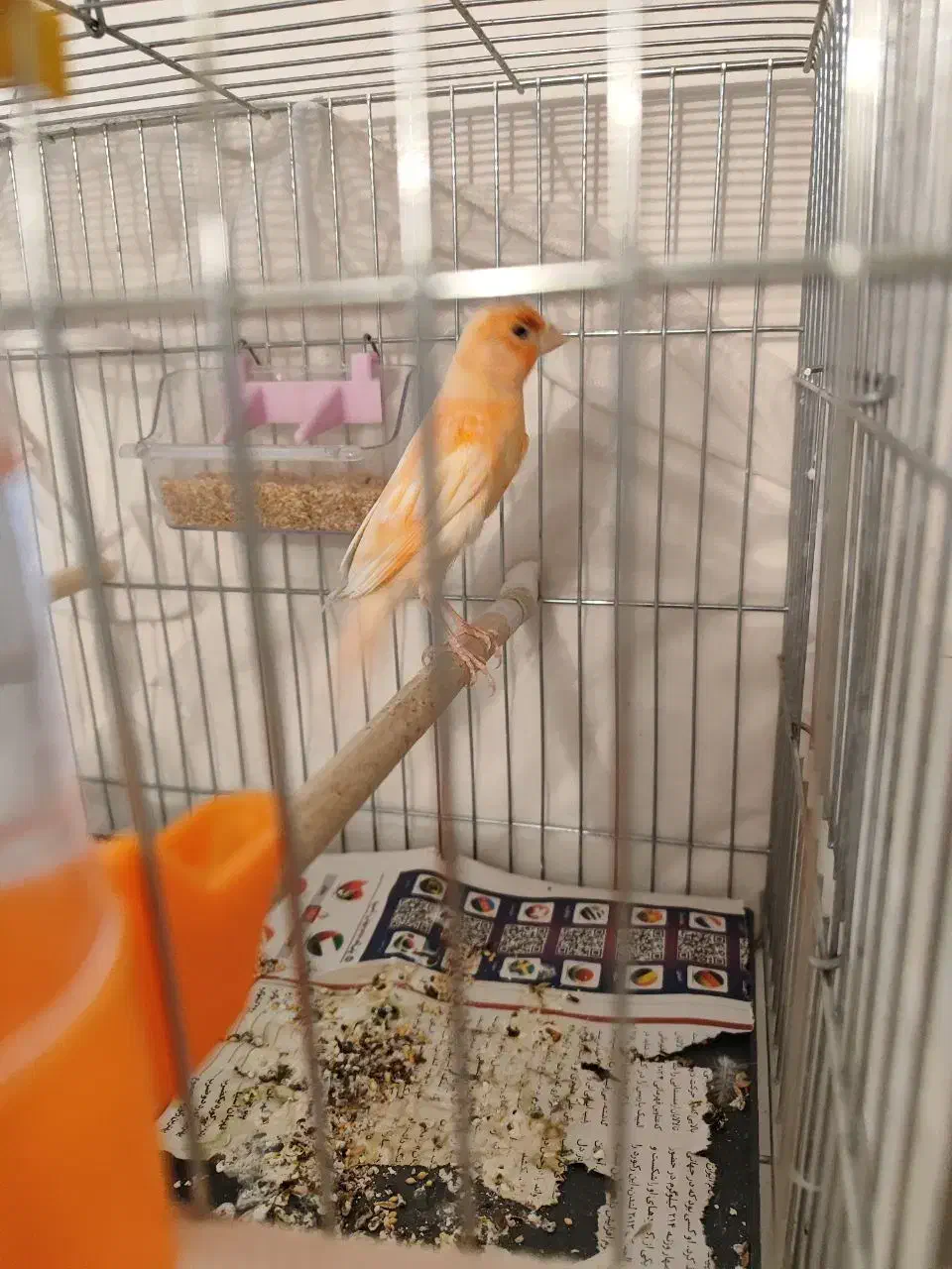 قناری|پرنده|قم, نخودی|دیوار