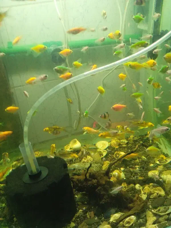 مقدار 200 عدد انواع ماهی آکواریومی کوی. کالر.تایگر|ماهی|شهرضا, |دیوار