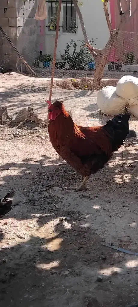 خروس مرغ کرچ شو جوان|حیوانات مزرعه|کوهسار (البرز), |دیوار