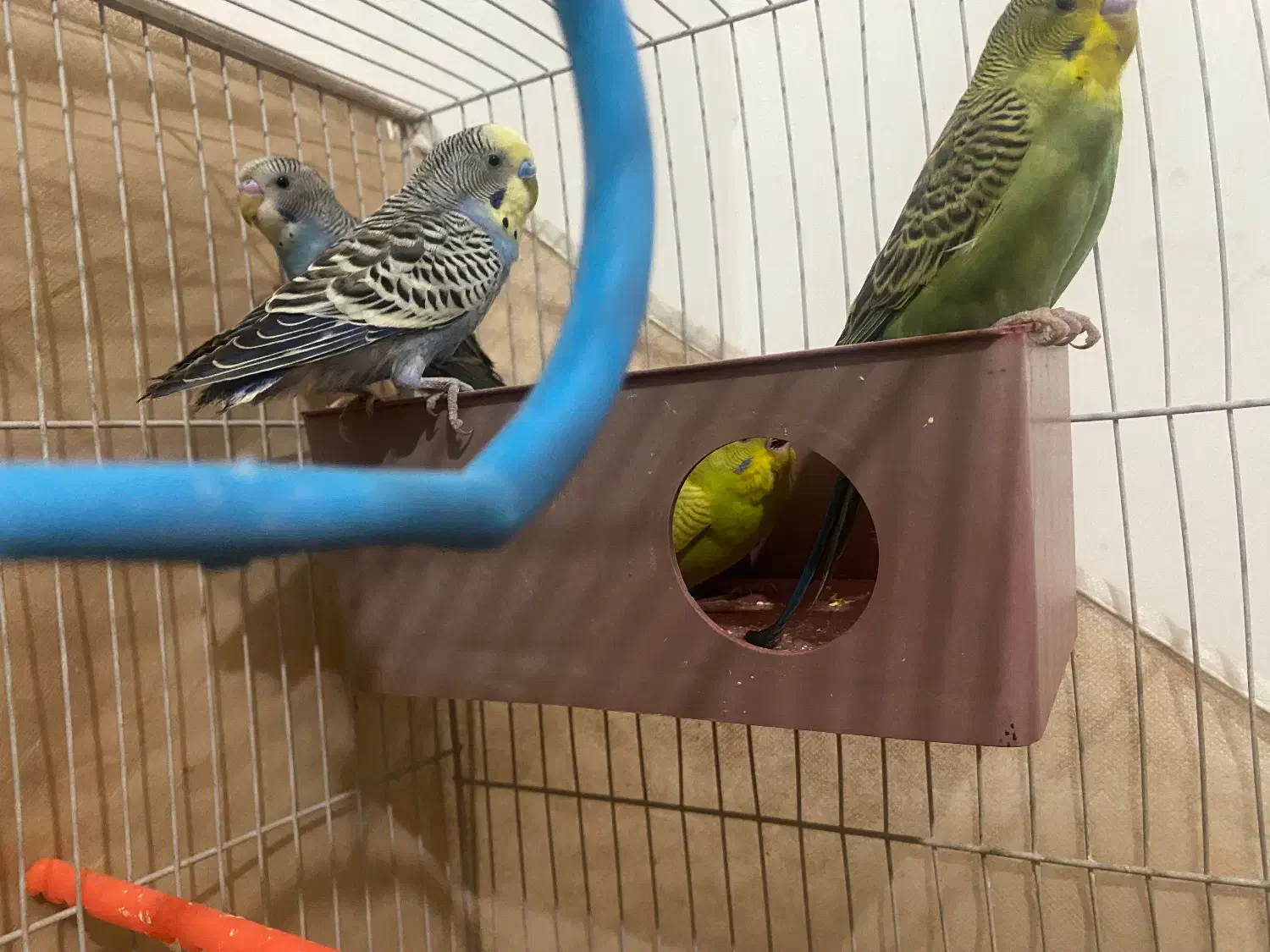 ۱۴عدد مرغ عشق نرو ماده|پرنده|بیرجند, |دیوار