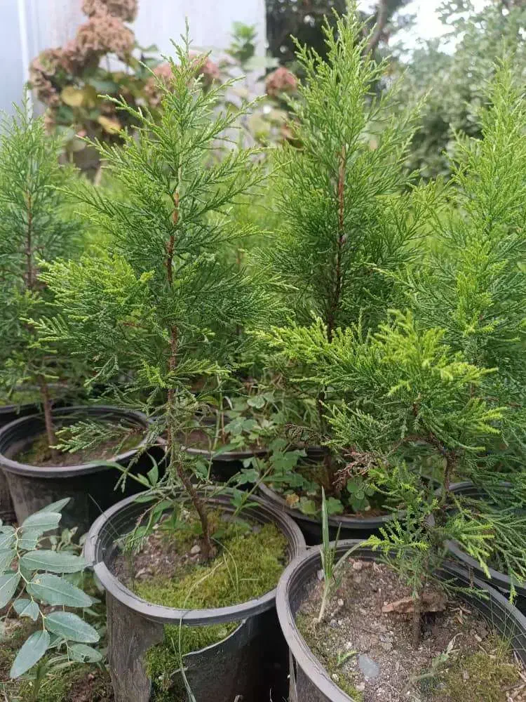 لاوسون‌سطل ۳|گل و گیاه طبیعی|رامسر, |دیوار