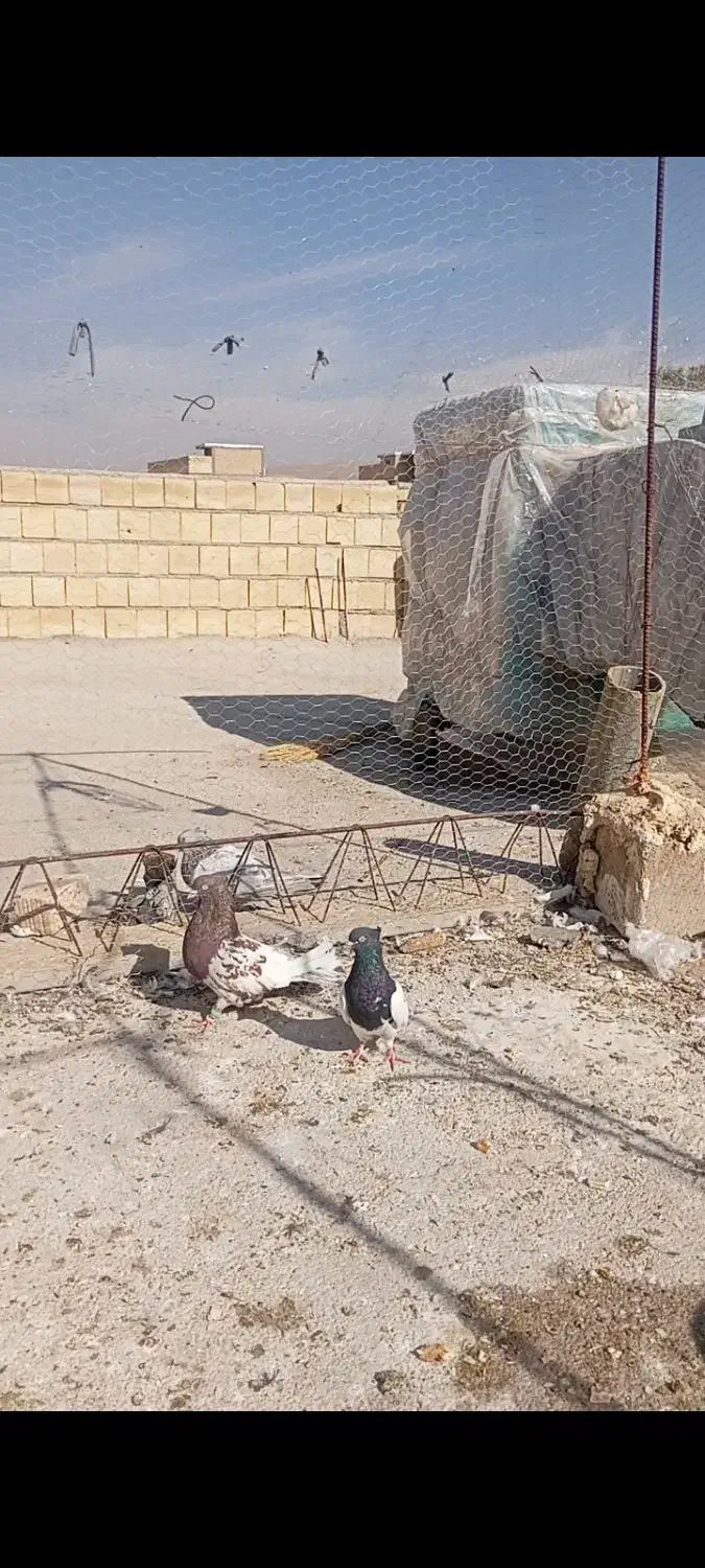 کبوتر|پرنده|شیراز, سفیرشمالی|دیوار