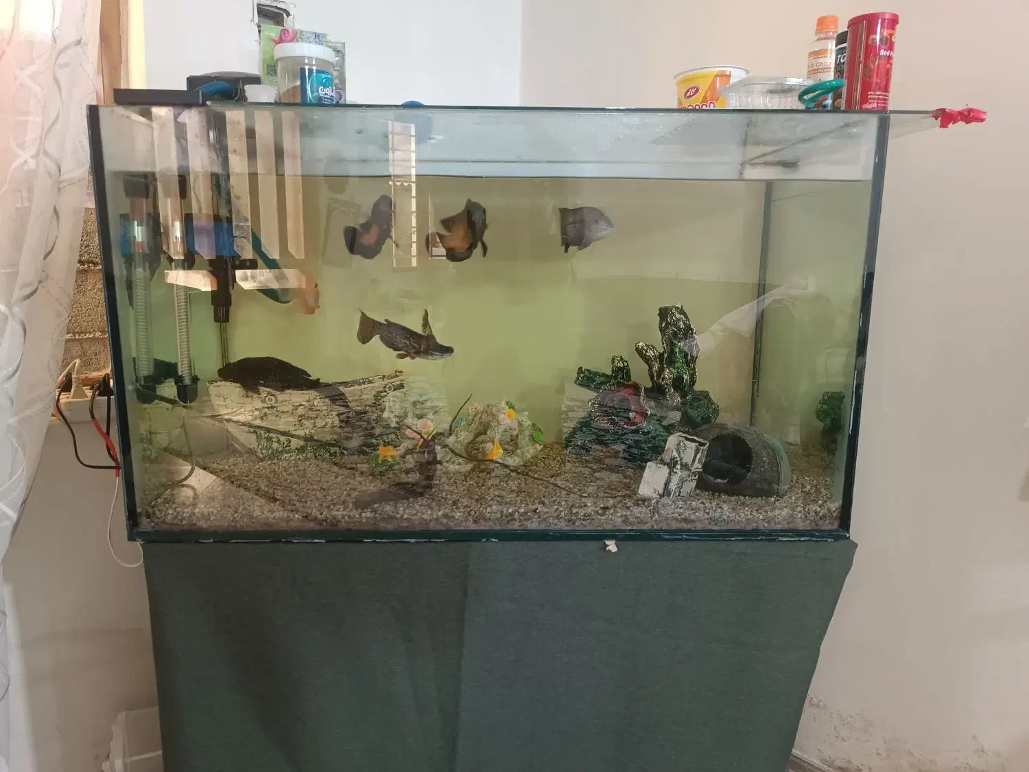 آکواریم همراه با لوازم|ماهی|نوشهر, |دیوار