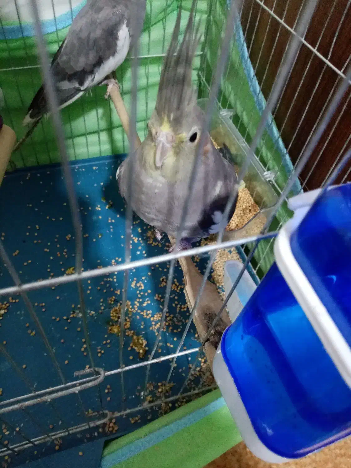 عروس هلندی|پرنده|محمدشهر, جعفرآباد|دیوار