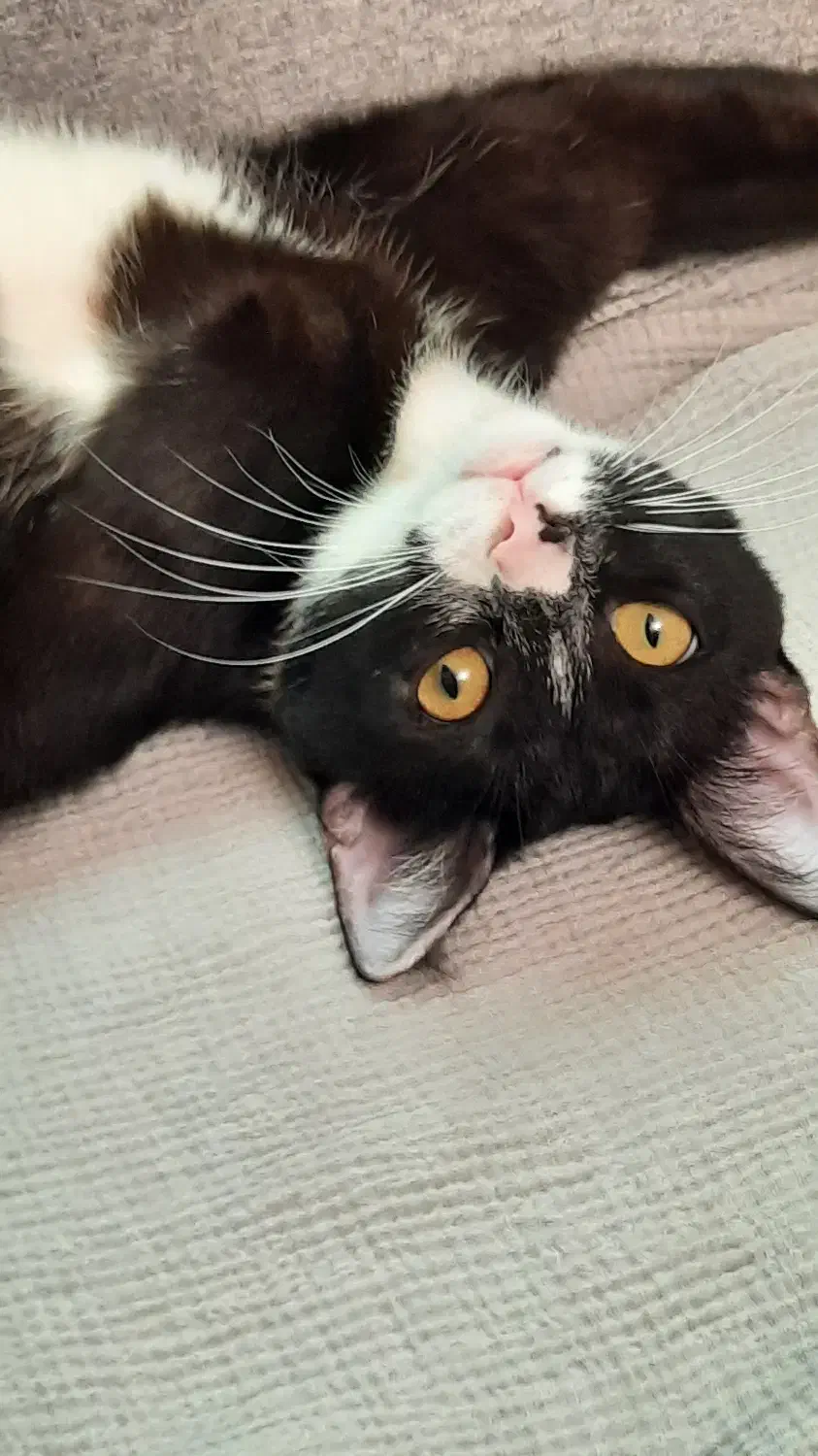 واگذاری گربه تاکسیدو|گربه|رشت, علی آباد|دیوار