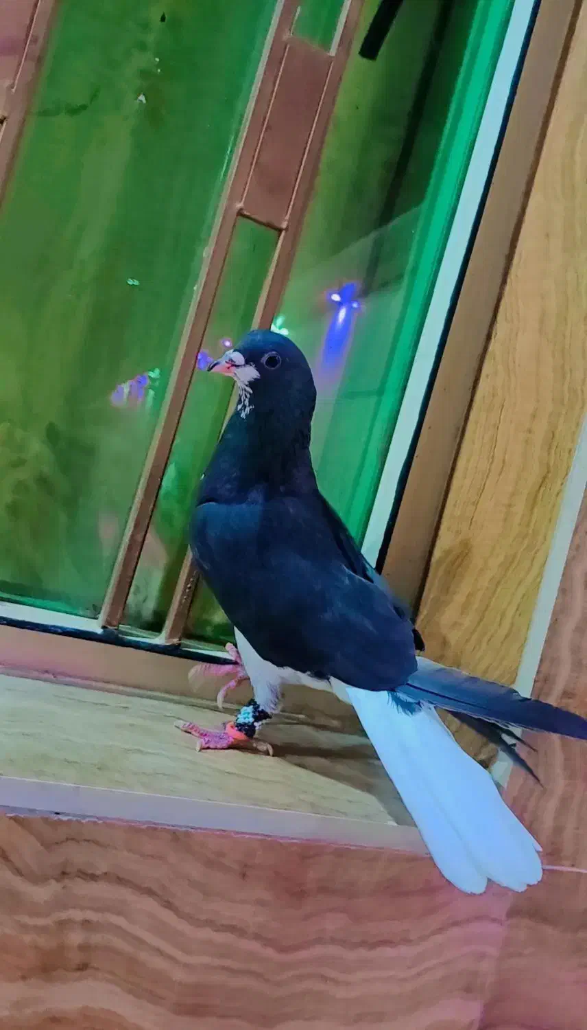 کبوترخوشرنگ سیاه|پرنده|کازرون, |دیوار