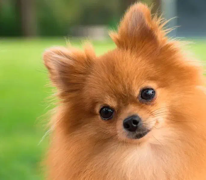 سگ پامرین مینیمال ترین سایز|سگ|قزوین, |دیوار