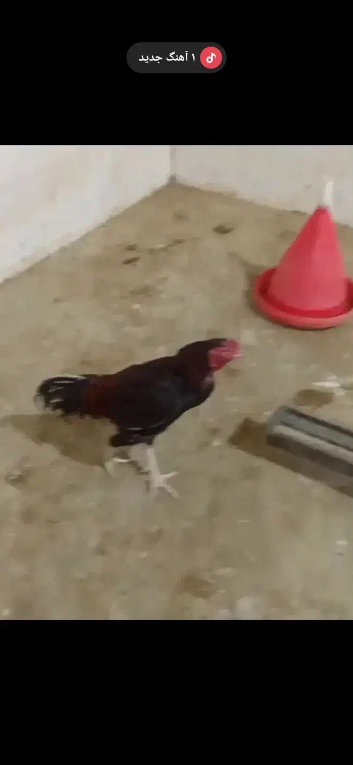 خروس فروشی|حیوانات مزرعه|ایرانشهر, |دیوار