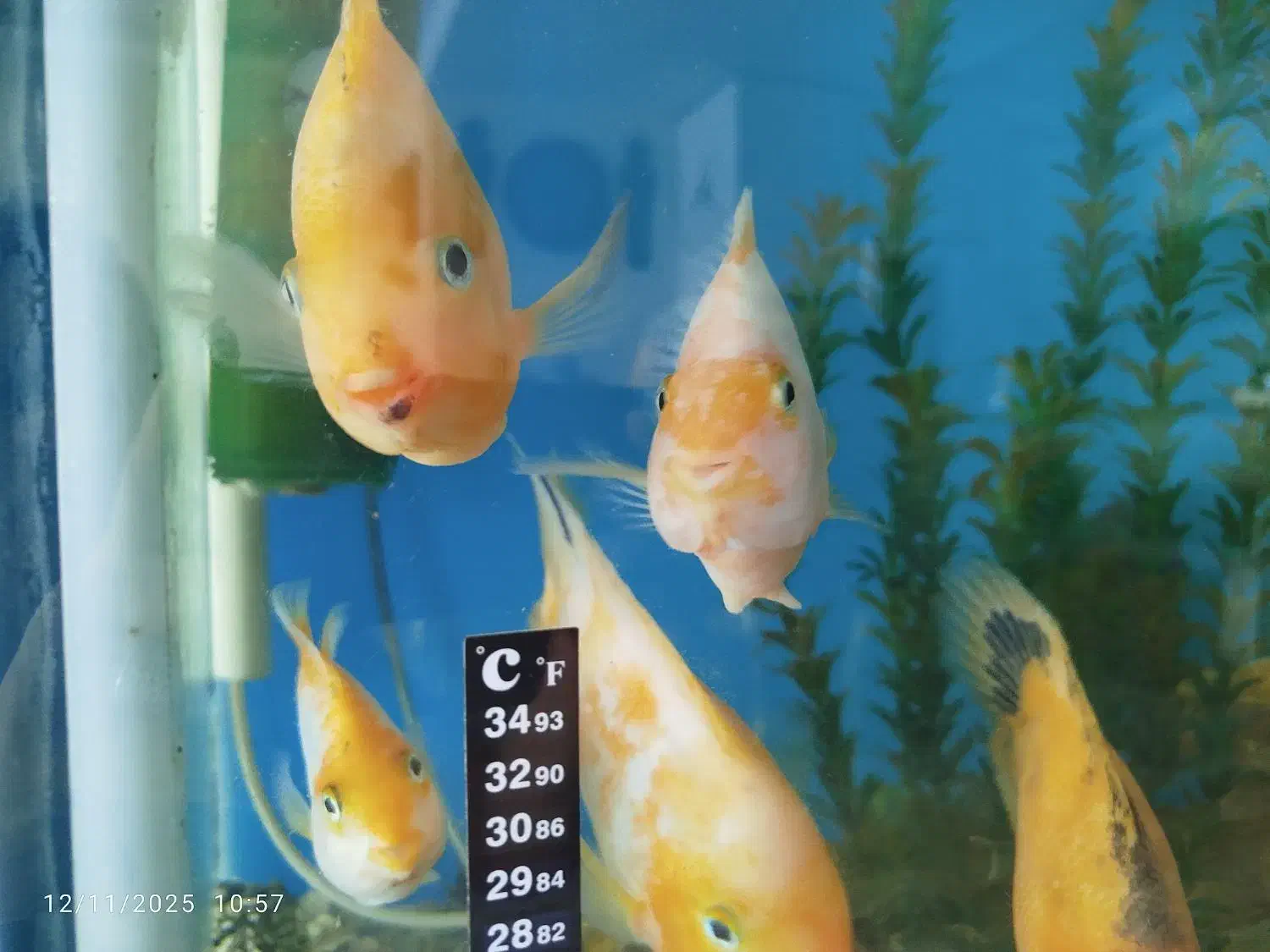 ماهی پرت 3عدد سانتا 2عدد کینگ|ماهی|فردیس, شهرک ناز|دیوار