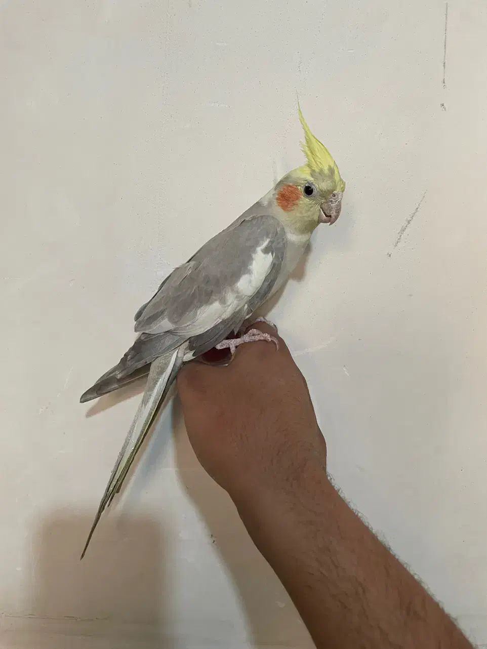 عروس هلندی|پرنده|تهران, مشیریه|دیوار