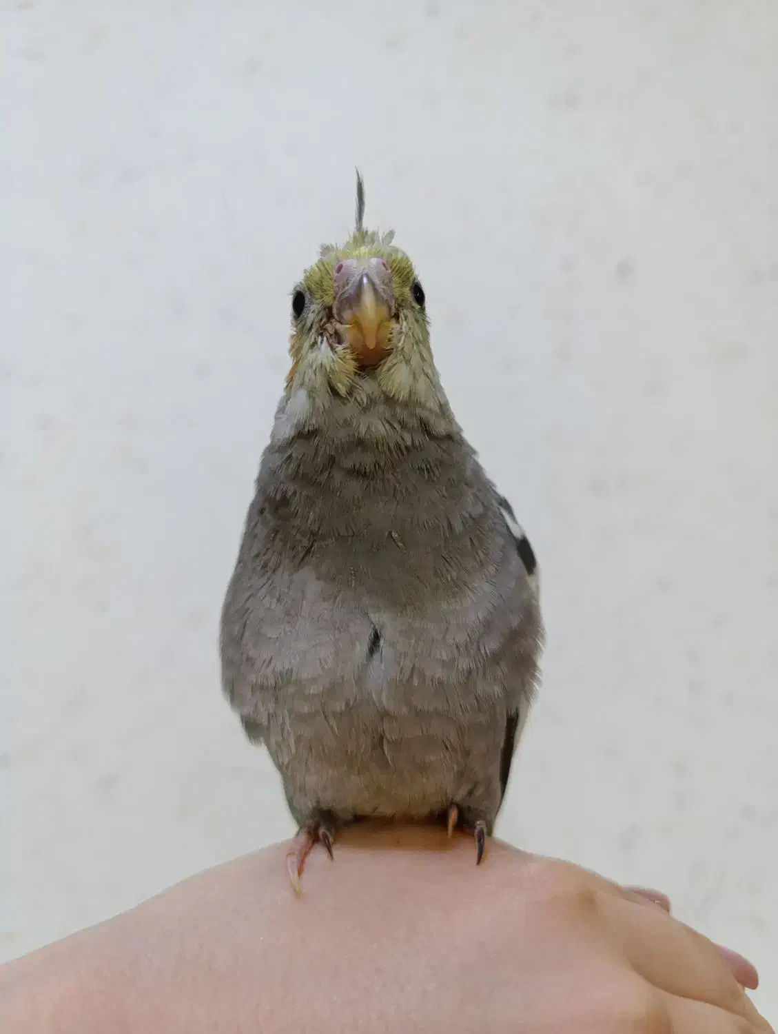 جوجه طوطی عروس هلندی|پرنده|امیدیه, |دیوار