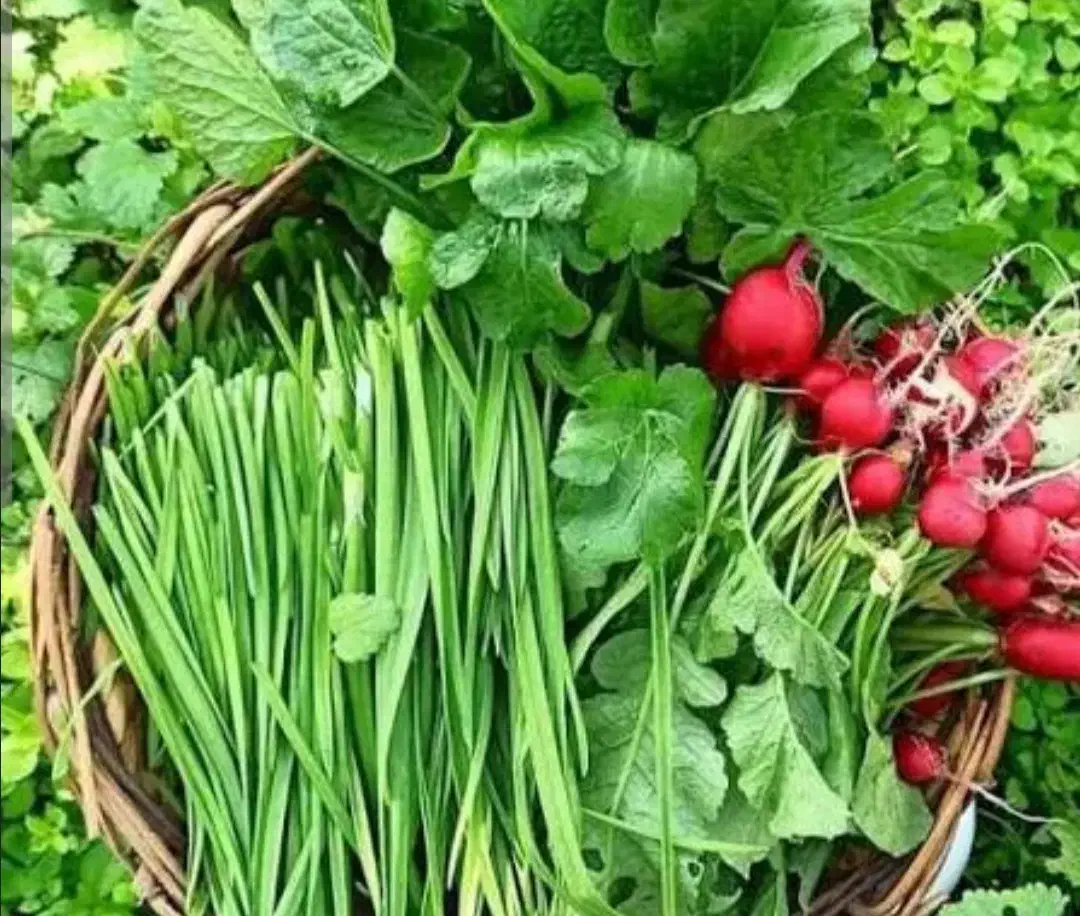 پاک کردن سبزی|فعالیت داوطلبانه|رشت, جماران|دیوار