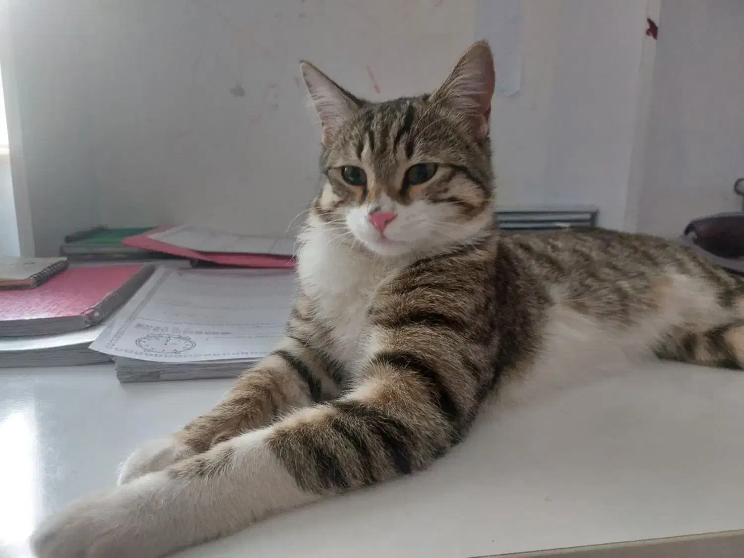 گم شده|حیوانات|رفسنجان, |دیوار