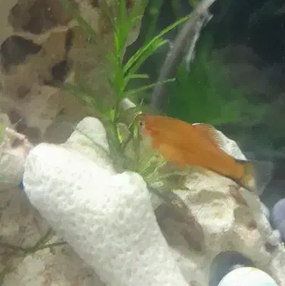 ماهی گوپی دمشمشیری|ماهی|پاکدشت, پاکدشت (مامازند)|دیوار