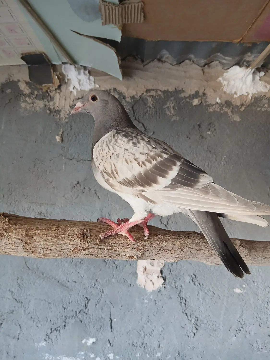 کفتر|پرنده|اردکان, |دیوار