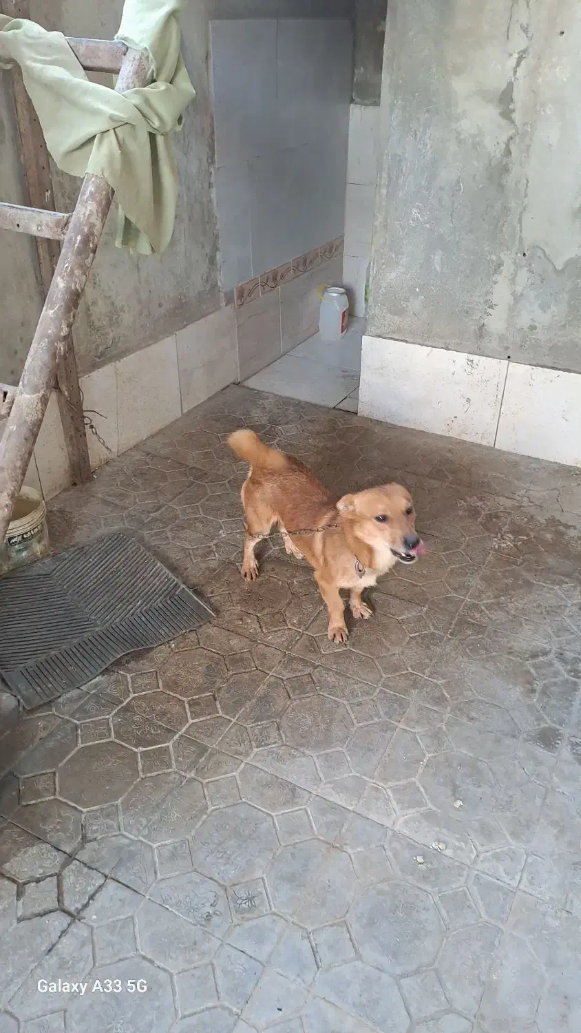 سگ با ادب|سگ|گرگان, |دیوار