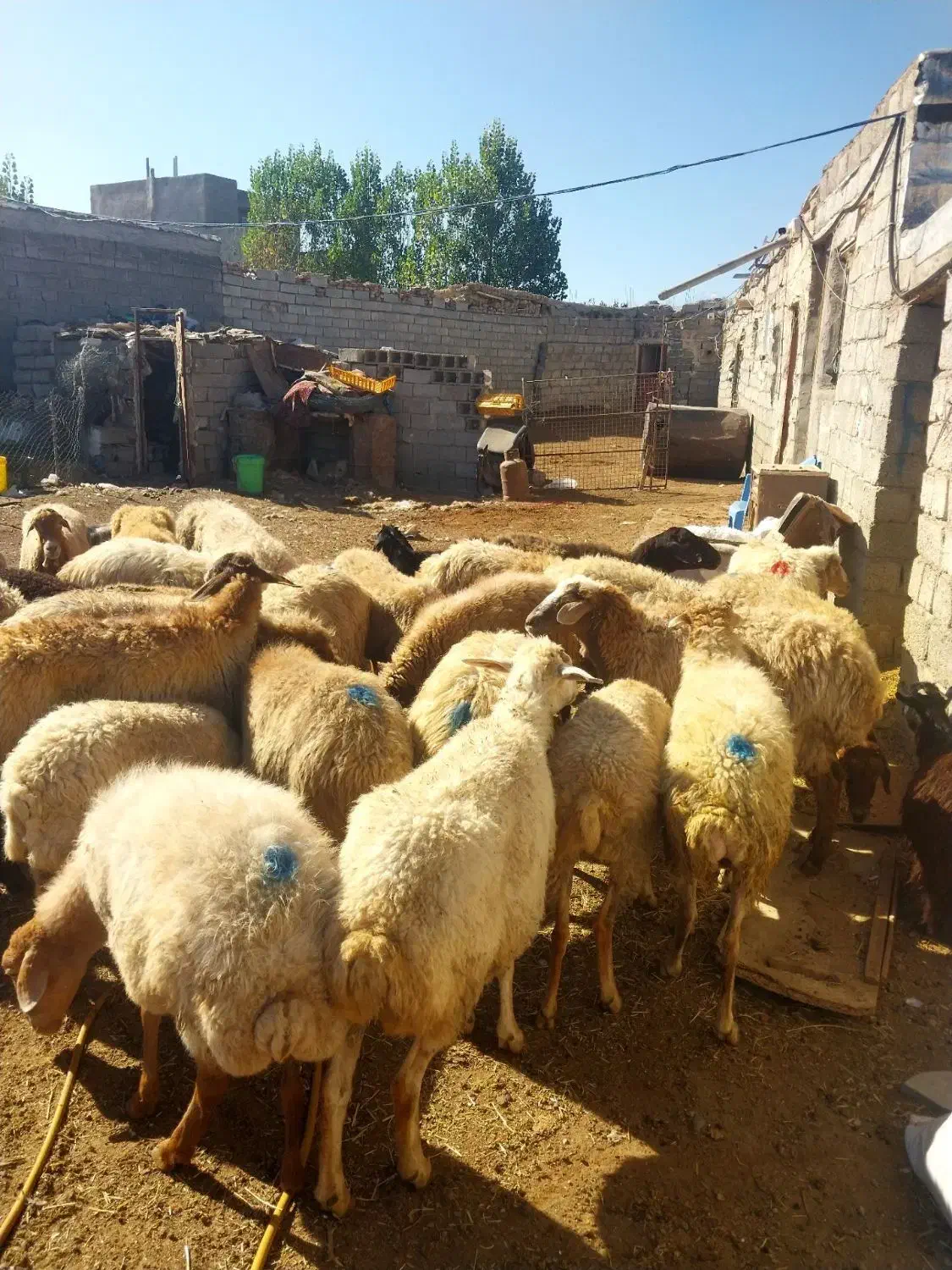 گوسفند جوان|حیوانات مزرعه|اردبیل, |دیوار