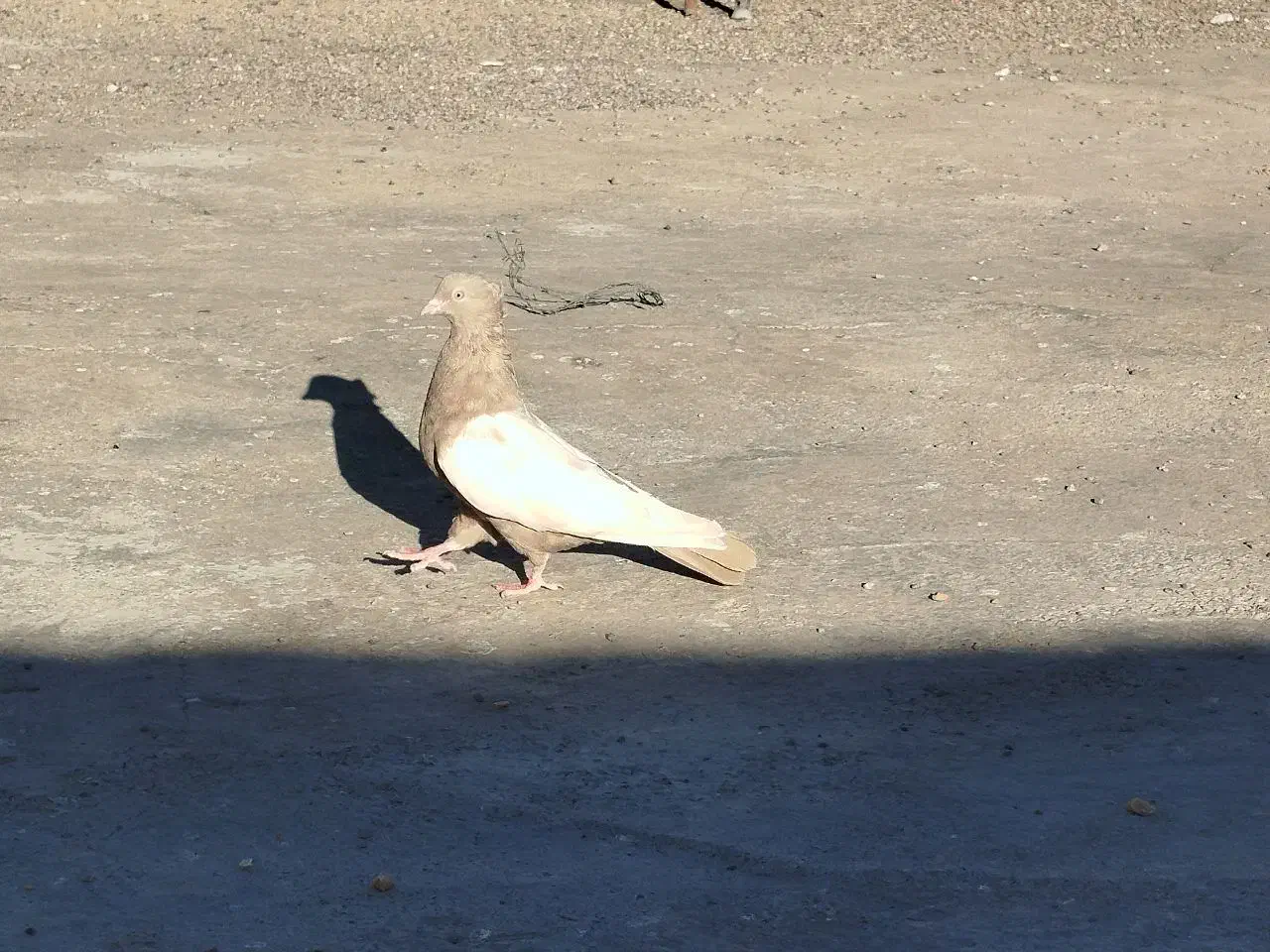 کبوتر سینه ای|پرنده|کرباسک, |دیوار