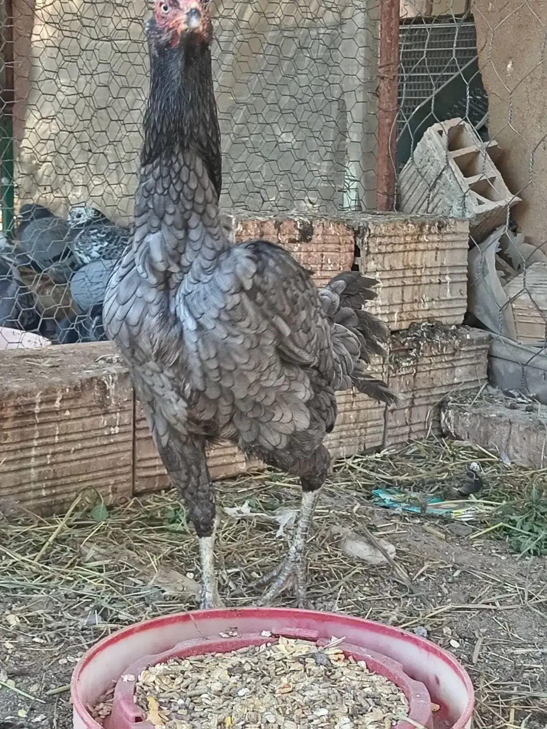 مرغ لاری|حیوانات مزرعه|خان ببین, |دیوار