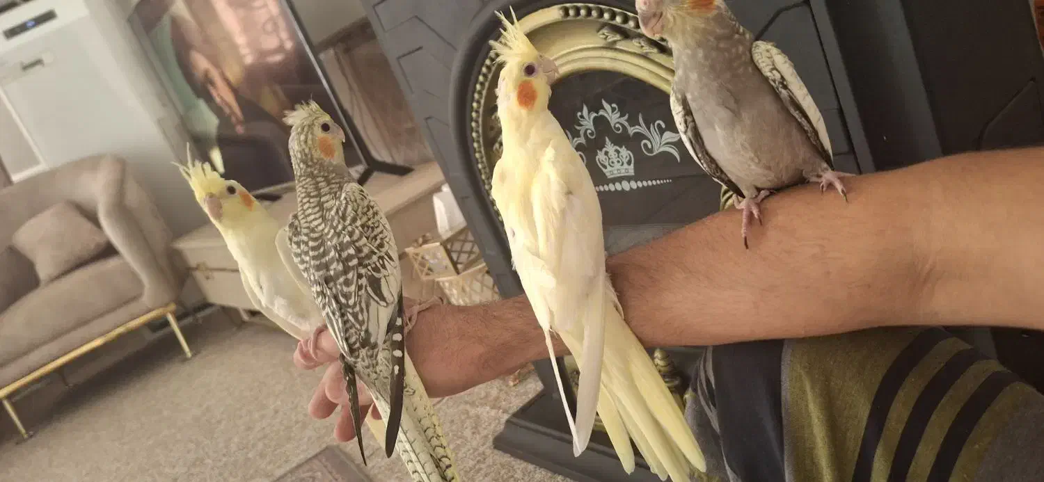 فروش جوجه عروس هلندی دستی|پرنده|لامرد, |دیوار