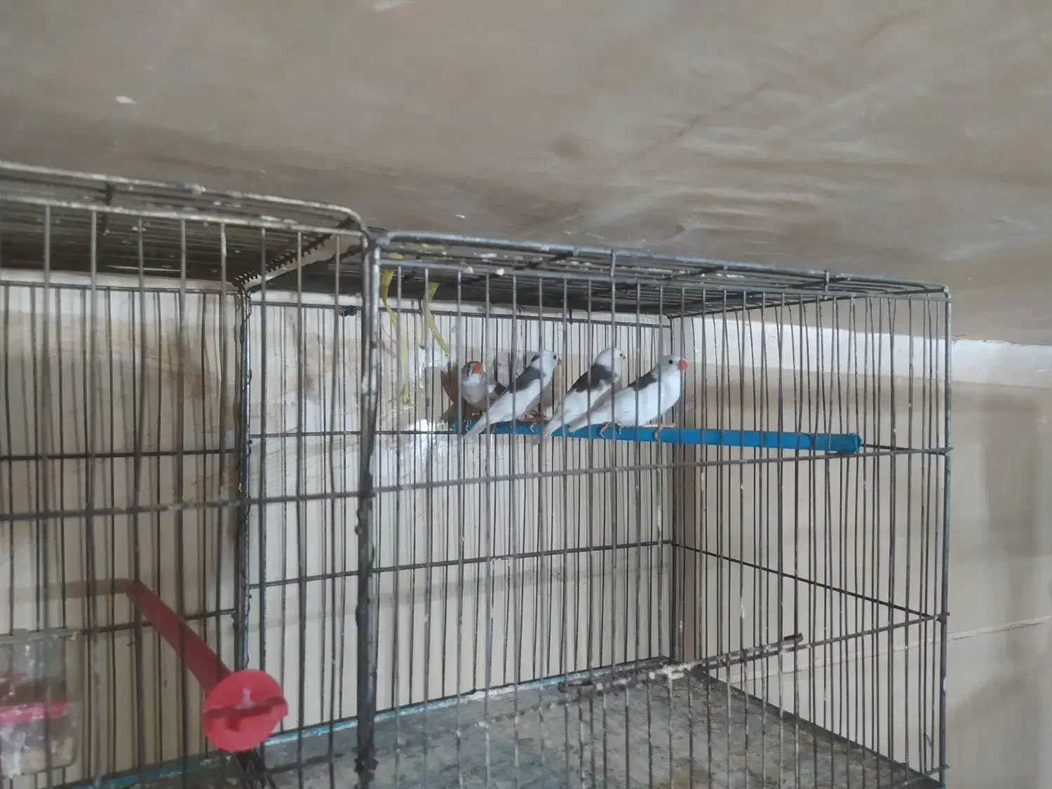 فنج|پرنده|قزوین, |دیوار