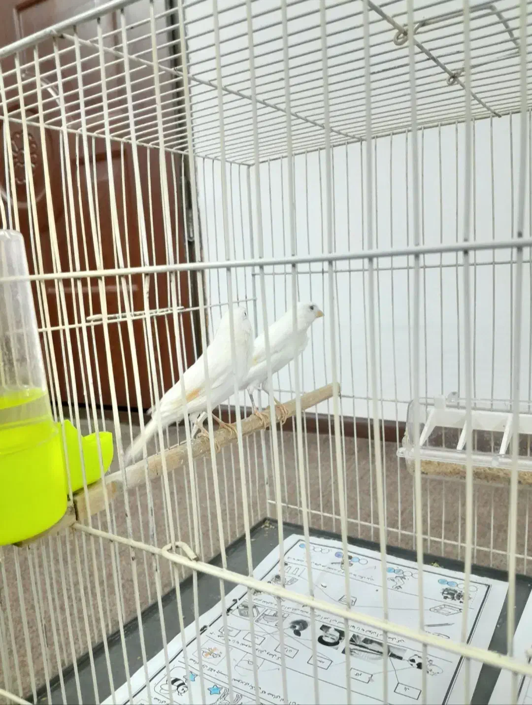 قناری نر|پرنده|مشهد, نظام دوست|دیوار