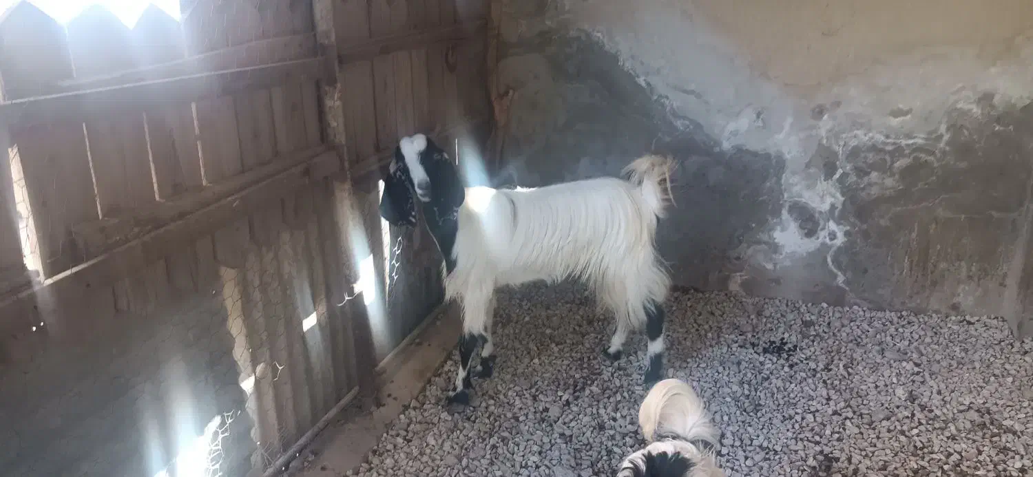 بز دورگ پاکستانی|حیوانات مزرعه|وحدتیه, |دیوار