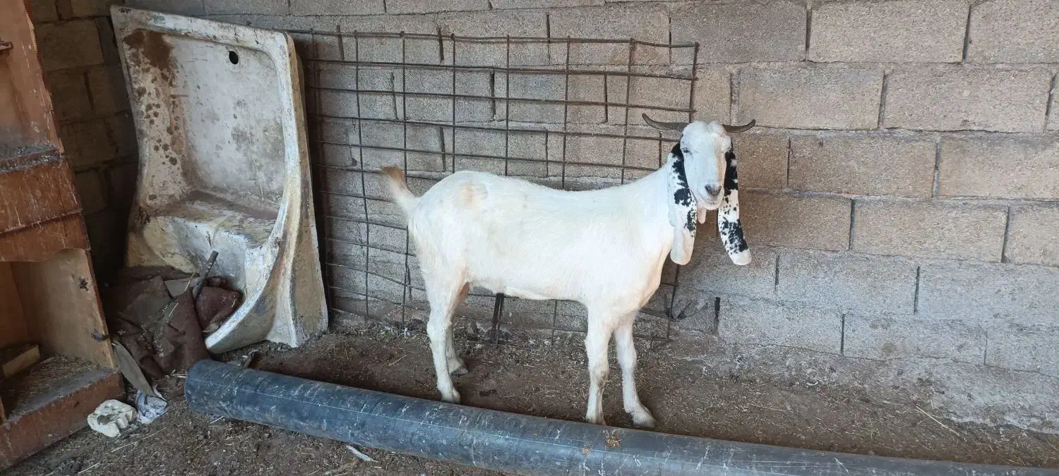 بز افغانی ابستن|حیوانات مزرعه|بندر امام خمینی, |دیوار